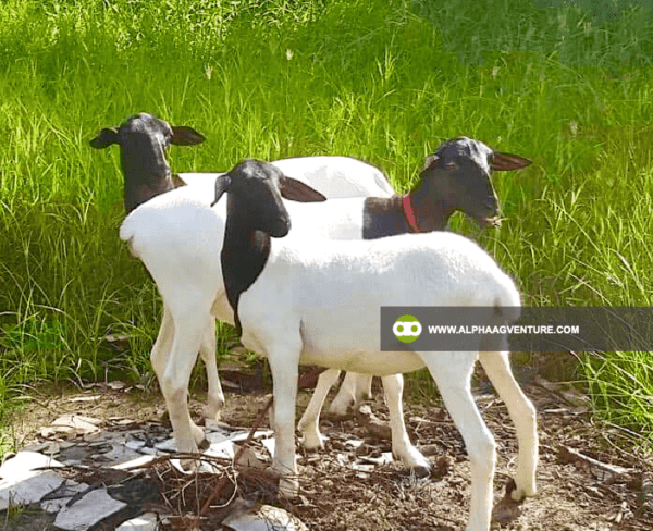 Buy Blackhead Dorper Sheep for Sale from Alpha Agventure Farms