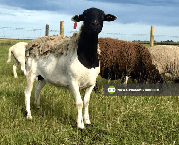 Buy Blackhead Dorper Sheep for Sale from Alpha Agventure Farms