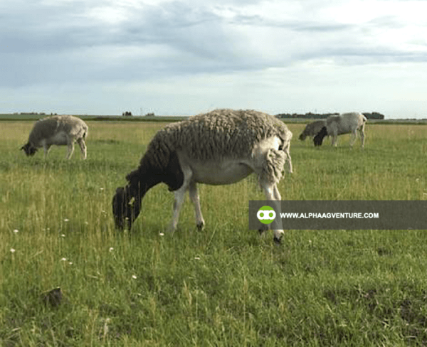 Buy Blackhead Dorper Sheep for Sale from Alpha Agventure Farms