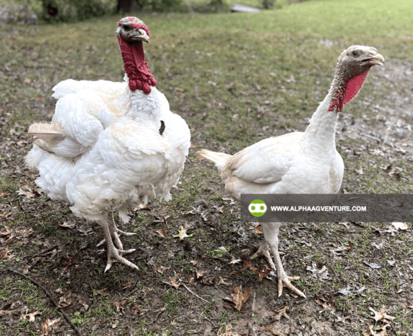 Buy Broadbreasted White Nicholas Turkey for Sale from Alpha Agventure Farms