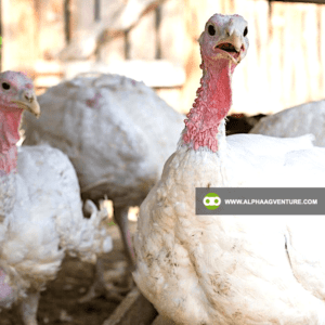 Buy Broadbreasted White Nicholas Turkey for Sale from Alpha Agventure Farms