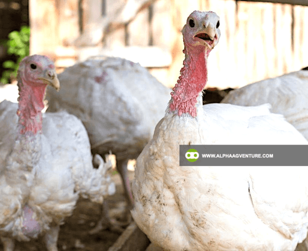 Buy Broadbreasted White Nicholas Turkey for Sale from Alpha Agventure Farms