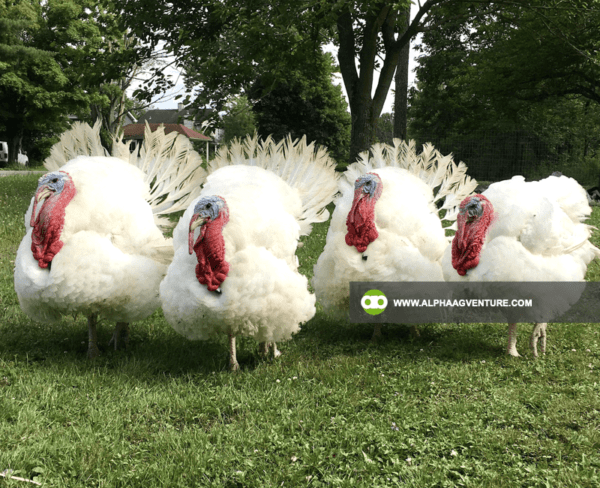 Buy Broadbreasted White Nicholas Turkey for Sale from Alpha Agventure Farms