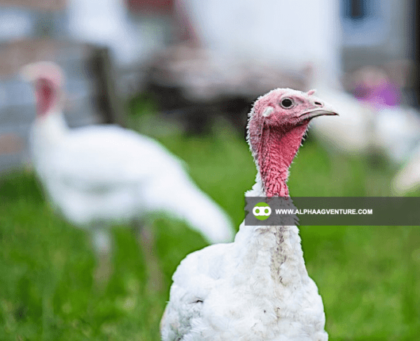 Buy Broadbreasted White Nicholas Turkey for Sale from Alpha Agventure Farms