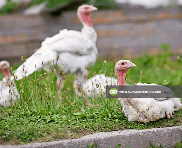 Buy Broadbreasted White Nicholas Turkey for Sale from Alpha Agventure Farms