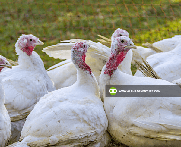 Buy Broadbreasted White Nicholas Turkey for Sale from Alpha Agventure Farms