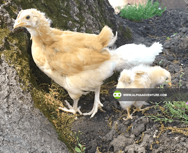 Buy Buff Orpington for Sale from Alpha Agventure Farms