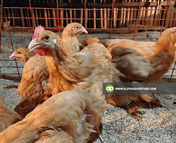 Buy Buff Orpington for Sale from Alpha Agventure Farms