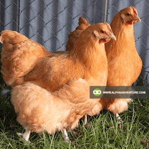 Buy Buff Orpington for Sale from Alpha Agventure Farms