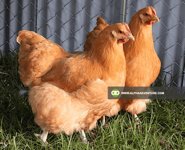 Buy Buff Orpington for Sale from Alpha Agventure Farms