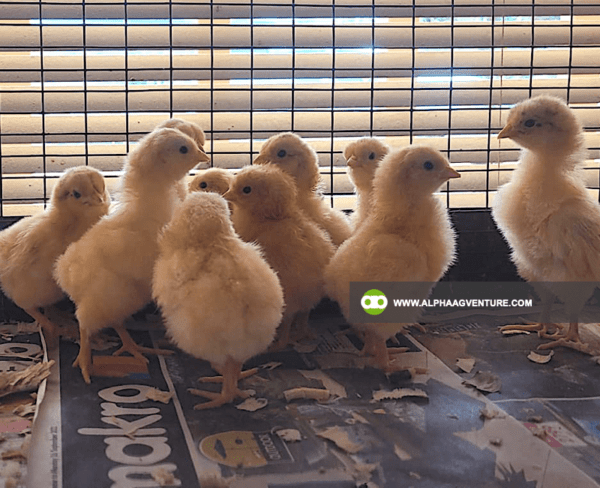 Buy Buff Orpington for Sale from Alpha Agventure Farms