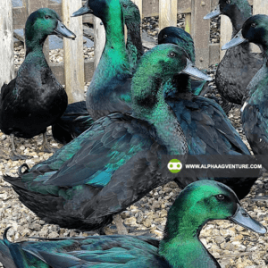 Buy Cayuga Duck for Sale from Alpha Agventure Farms