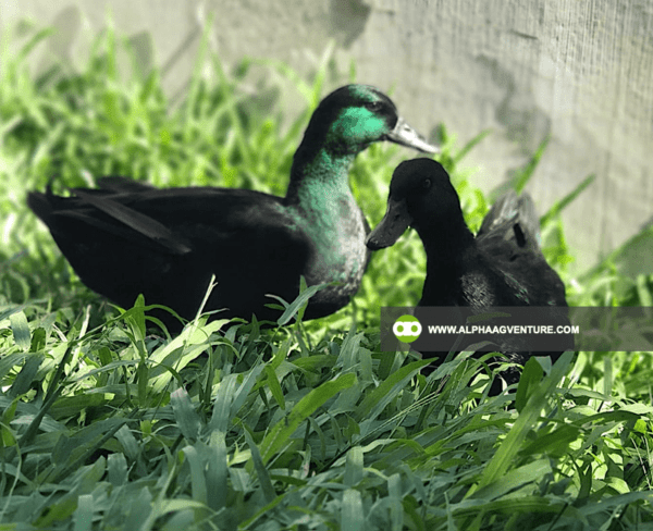 Buy Cayuga Duck for Sale from Alpha Agventure Farms