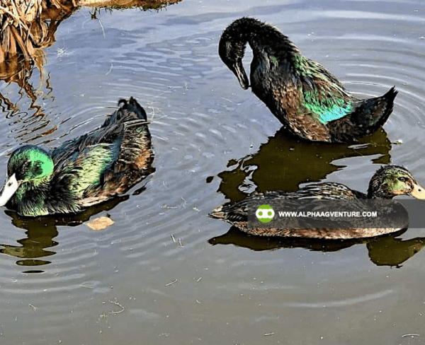 Buy Cayuga Duck for Sale from Alpha Agventure Farms