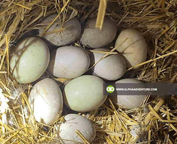 Buy Cayuga Duck for Sale from Alpha Agventure Farms