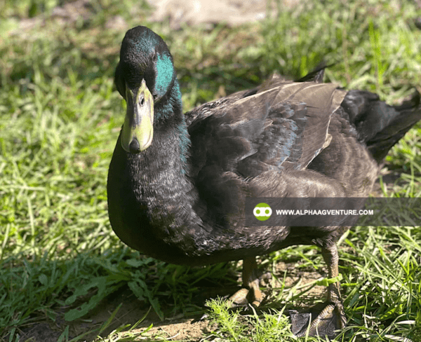 Buy Cayuga Duck for Sale from Alpha Agventure Farms