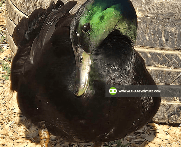 Buy Cayuga Duck for Sale from Alpha Agventure Farms