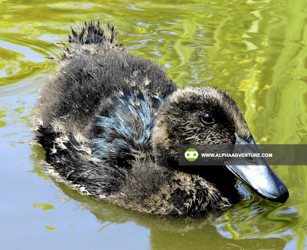 Buy Cayuga Duck for Sale from Alpha Agventure Farms