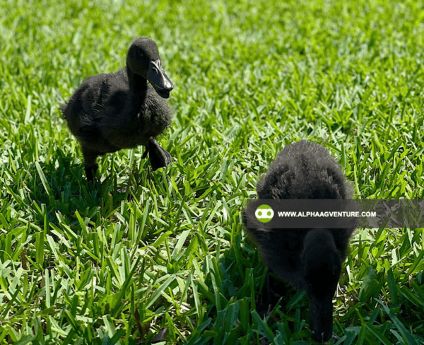 Buy Cayuga Duck for Sale from Alpha Agventure Farms