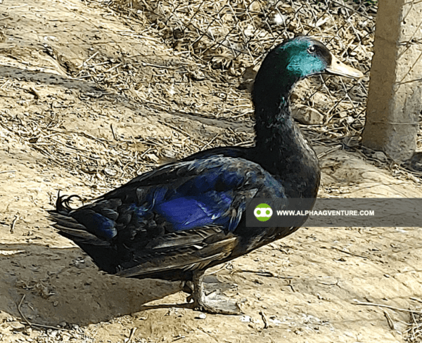 Buy Cayuga Duck for Sale from Alpha Agventure Farms