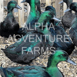 Buy Cayuga Ducks from Alpha Agventure Farms