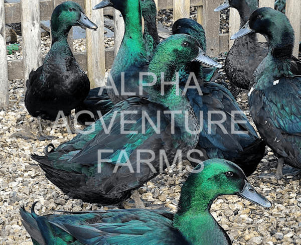 Buy Cayuga Ducks from Alpha Agventure Farms