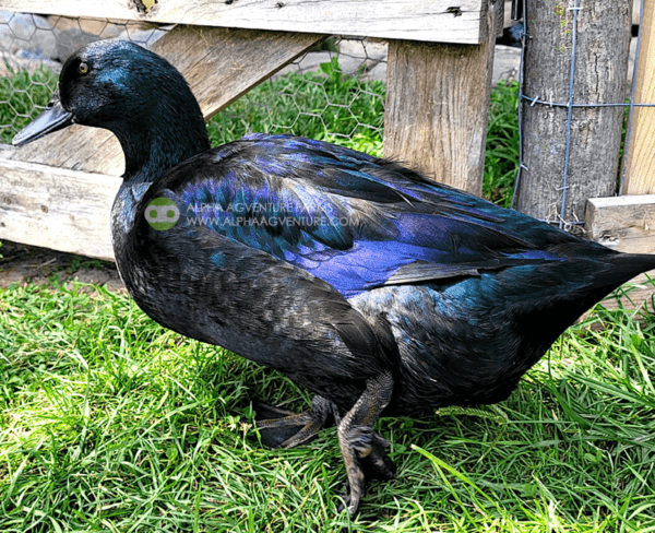 Buy Cayuga Ducks from Alpha Agventure Farms