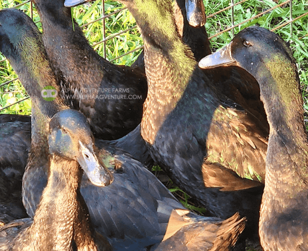 Buy Cayuga Ducks from Alpha Agventure Farms