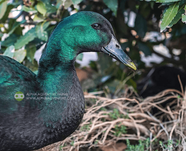 Buy Cayuga Ducks from Alpha Agventure Farms