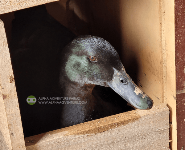 Buy Cayuga Ducks from Alpha Agventure Farms