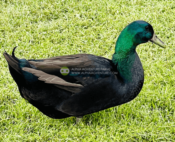 Buy Cayuga Ducks from Alpha Agventure Farms