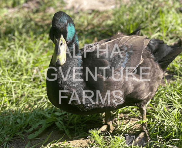 Buy Cayuga Ducks from Alpha Agventure Farms