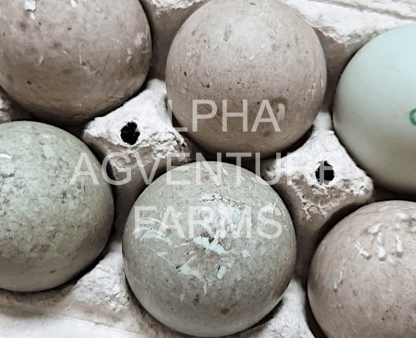 Buy Cayuga Ducks from Alpha Agventure Farms