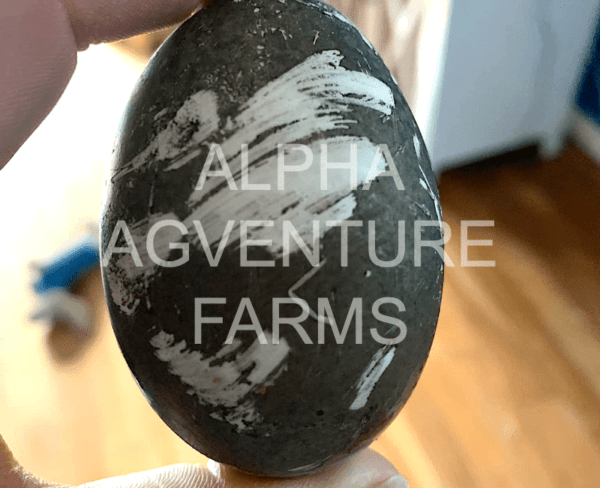 Buy Cayuga Ducks from Alpha Agventure Farms