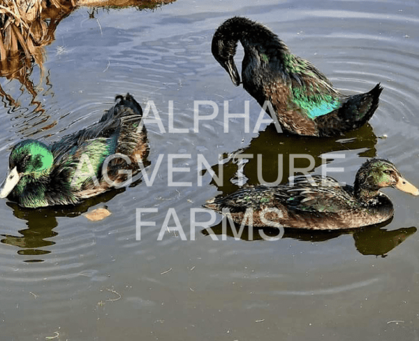 Buy Cayuga Ducks from Alpha Agventure Farms