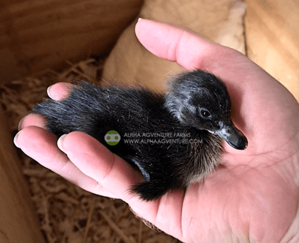 Buy Cayuga Ducks from Alpha Agventure Farms