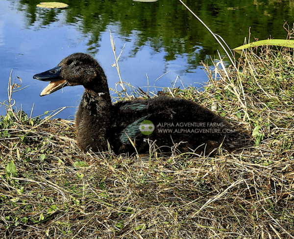 Buy Cayuga Ducks from Alpha Agventure Farms