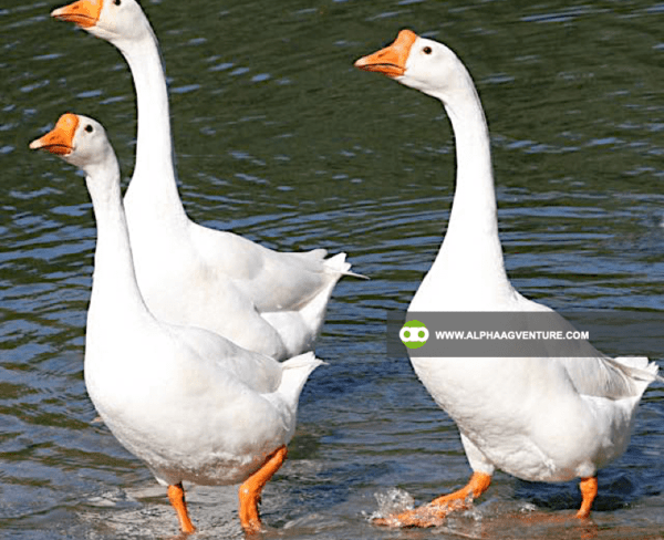 Buy Chinese Geese for Sale from Alpha Agventure Farms