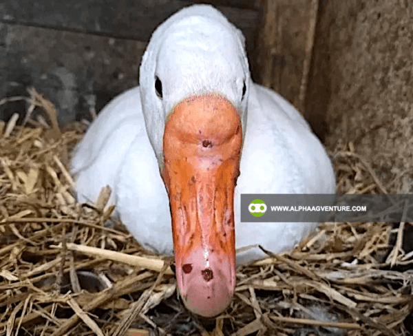 Buy Chinese Geese for Sale from Alpha Agventure Farms