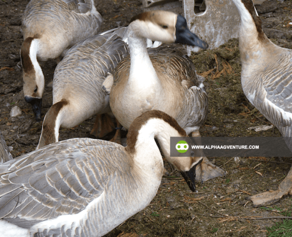 Buy Chinese Geese for Sale from Alpha Agventure Farms