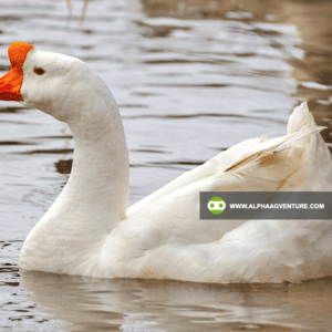 Buy Chinese Geese for Sale from Alpha Agventure Farms