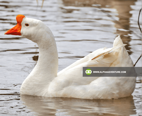 Buy Chinese Geese for Sale from Alpha Agventure Farms