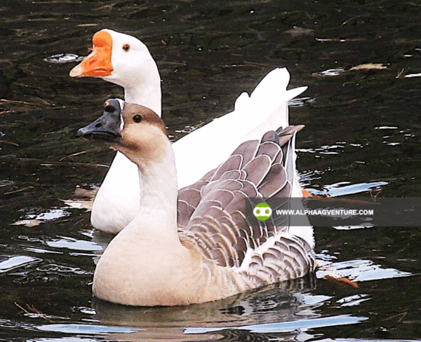 Buy Chinese Geese for Sale from Alpha Agventure Farms