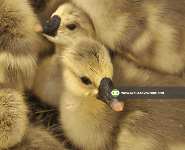 Buy Chinese Geese for Sale from Alpha Agventure Farms