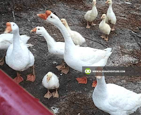 Buy Chinese Geese for Sale from Alpha Agventure Farms