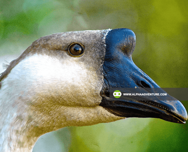 Buy Chinese Geese for Sale from Alpha Agventure Farms