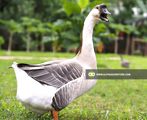 Buy Chinese Geese for Sale from Alpha Agventure Farms