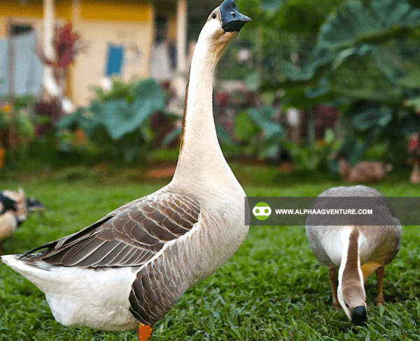 Buy Chinese Geese for Sale from Alpha Agventure Farms