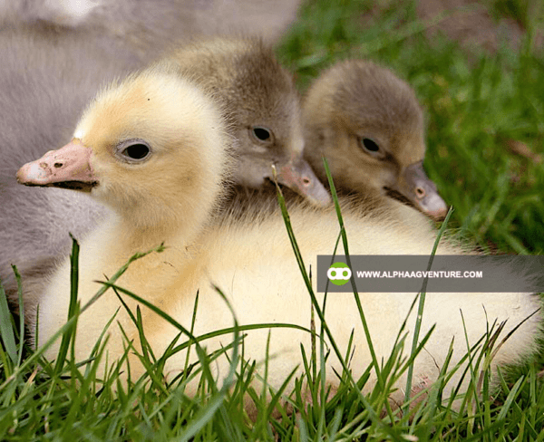 Buy Chinese Geese for Sale from Alpha Agventure Farms