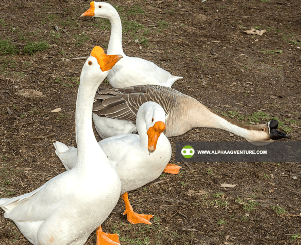 Buy Chinese Geese for Sale from Alpha Agventure Farms